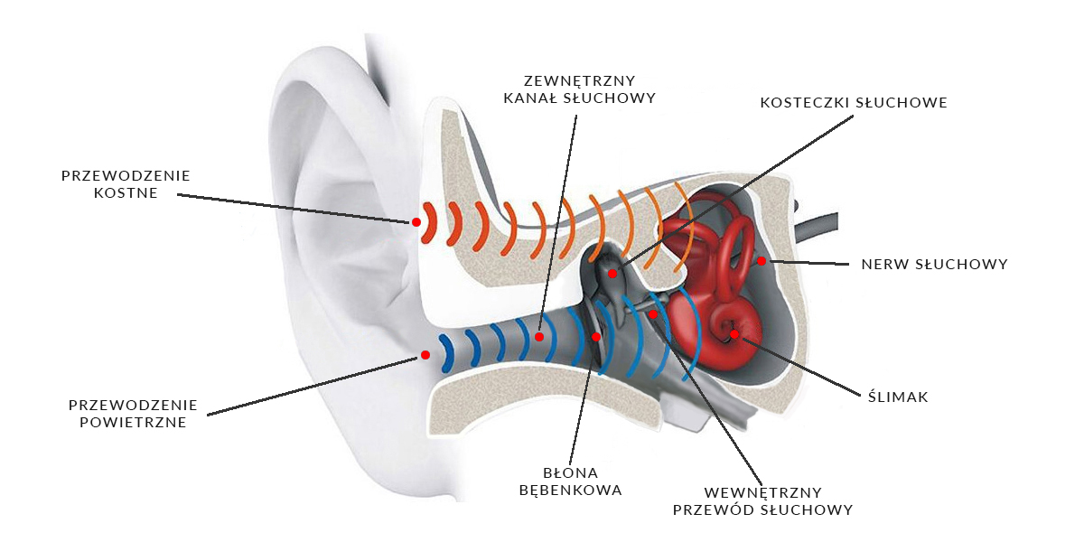 Przewodnictwo kostne - Jak to działa?